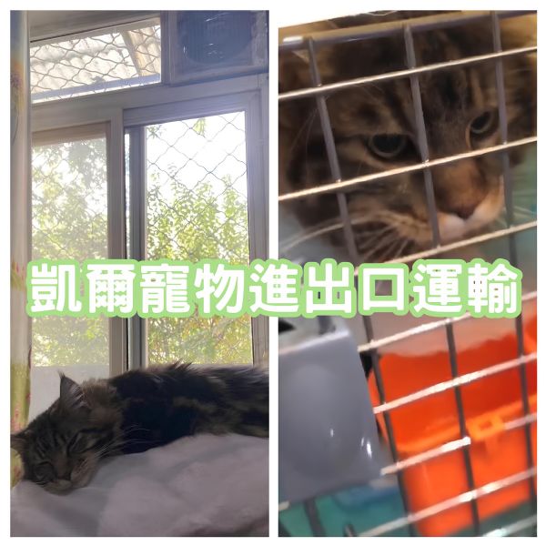 2025/01/28『中國飛台灣』緬因貓中國飛回台灣囉~~~~~